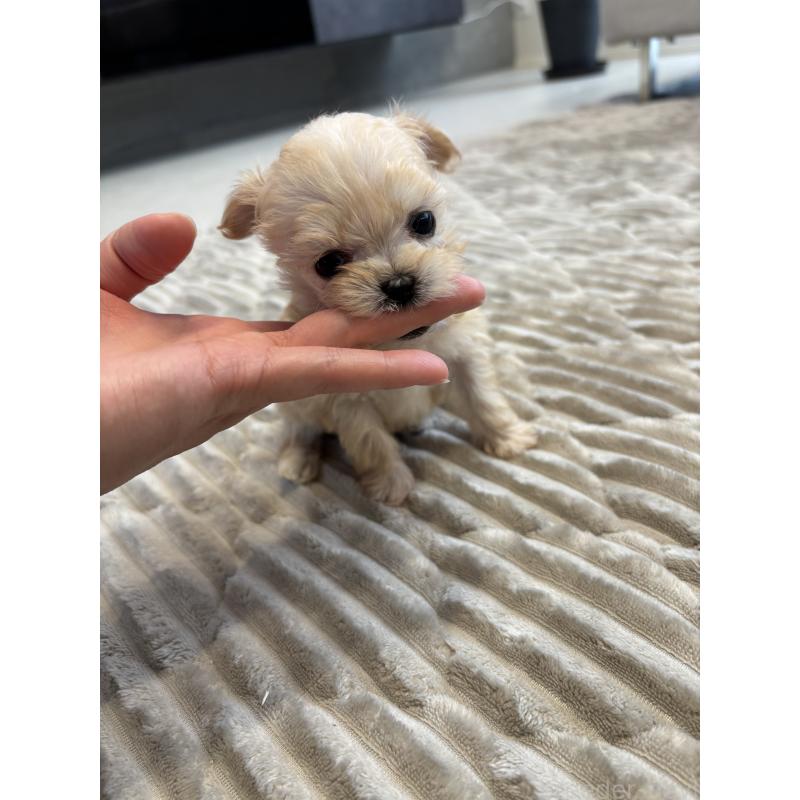 販売中の愛知県のマルプー:マルチーズ×トイプードル-441769の5枚目