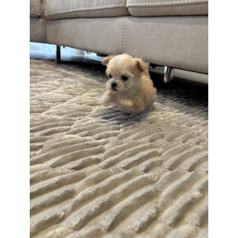 販売中の愛知県のマルプー:マルチーズ×トイプードル-441769の4枚目