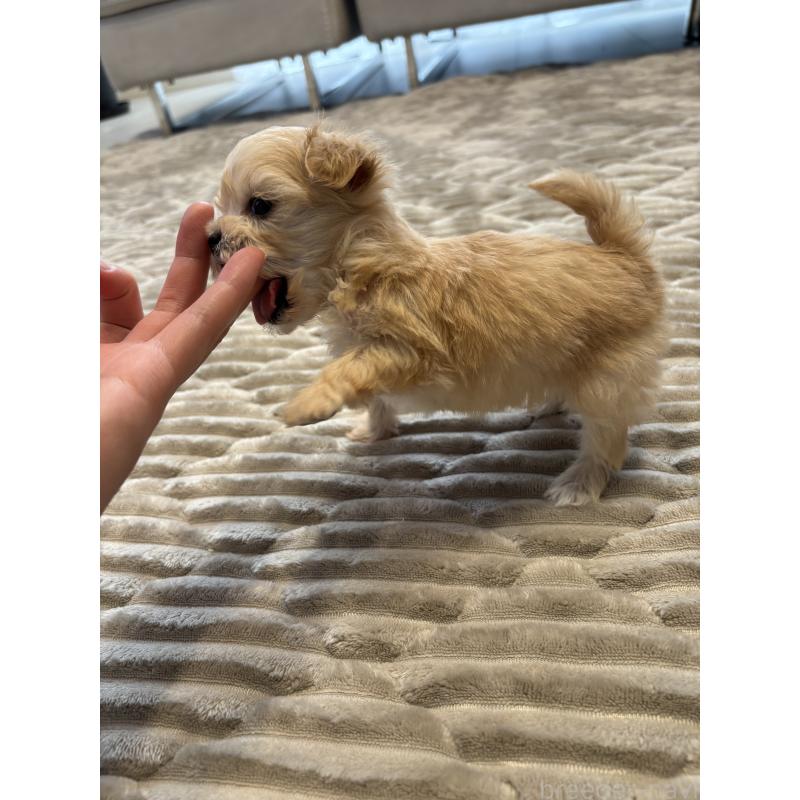 販売中の愛知県のマルプー:マルチーズ×トイプードル-441769の3枚目