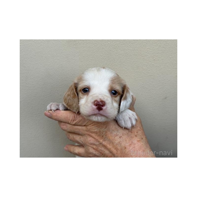 販売中の滋賀県のブリタニースパニエル-440980