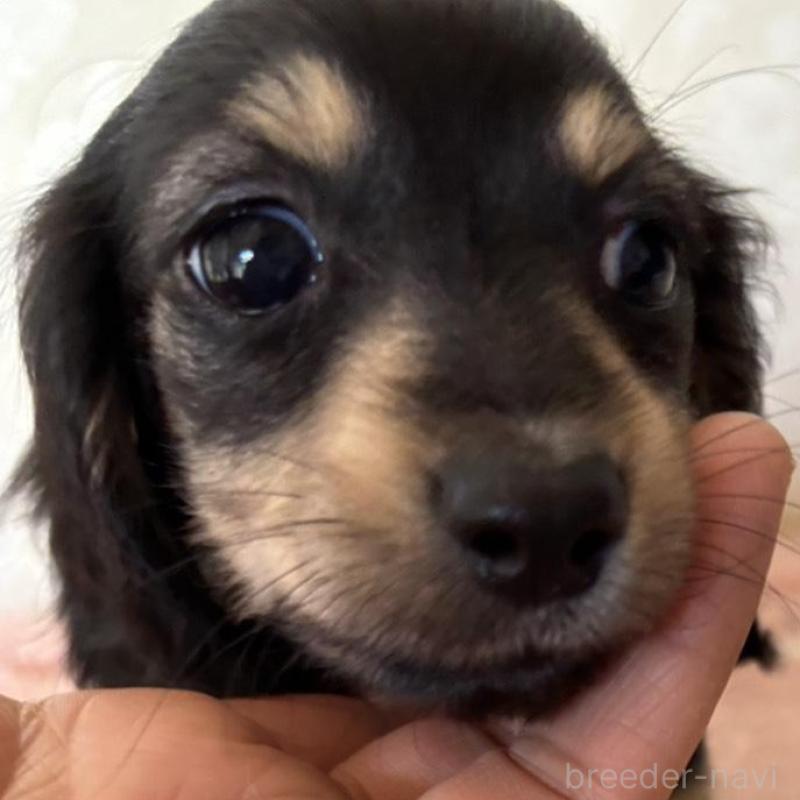 販売中の大分県のカニンヘンダックスフンド(ロングヘアード)-441770の14枚目