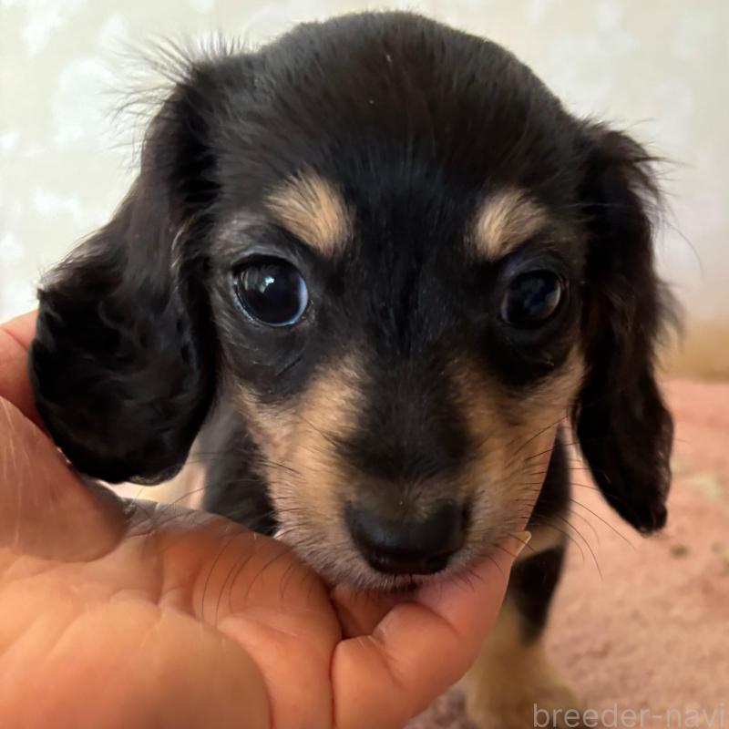 販売中の大分県のカニンヘンダックスフンド(ロングヘアード)-441770の13枚目