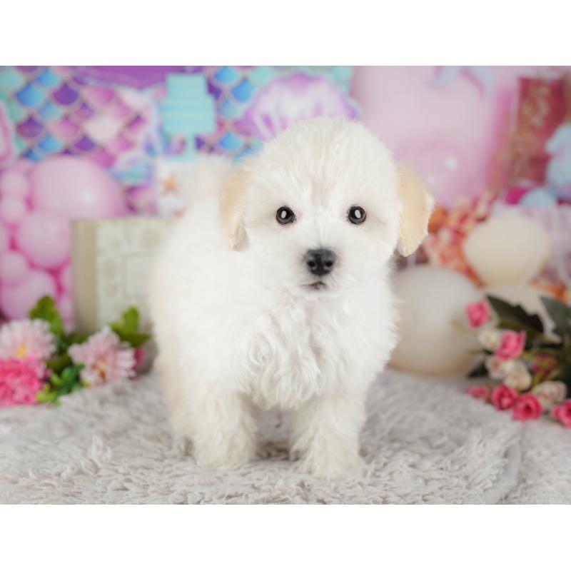 販売中の千葉県のタイニープードル-441775の9枚目