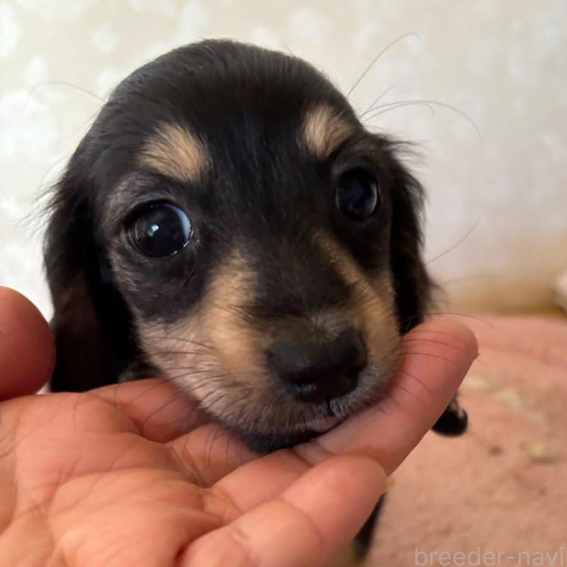販売中の大分県のカニンヘンダックスフンド(ロングヘアード)-441770の12枚目
