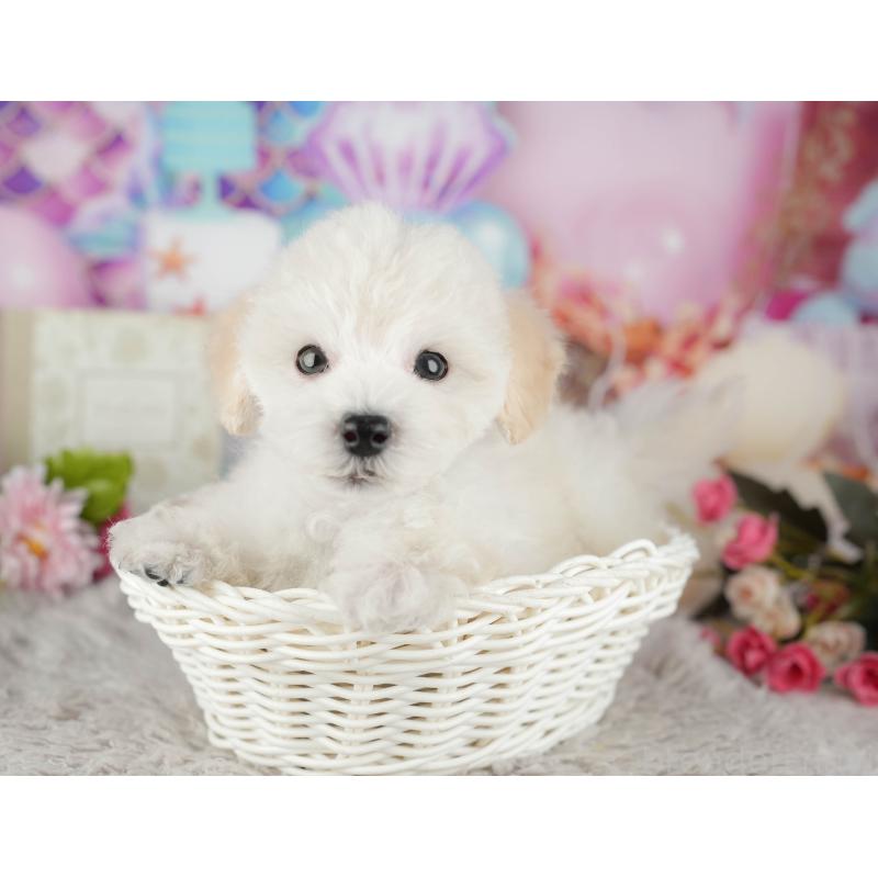 販売中の千葉県のタイニープードル-441775