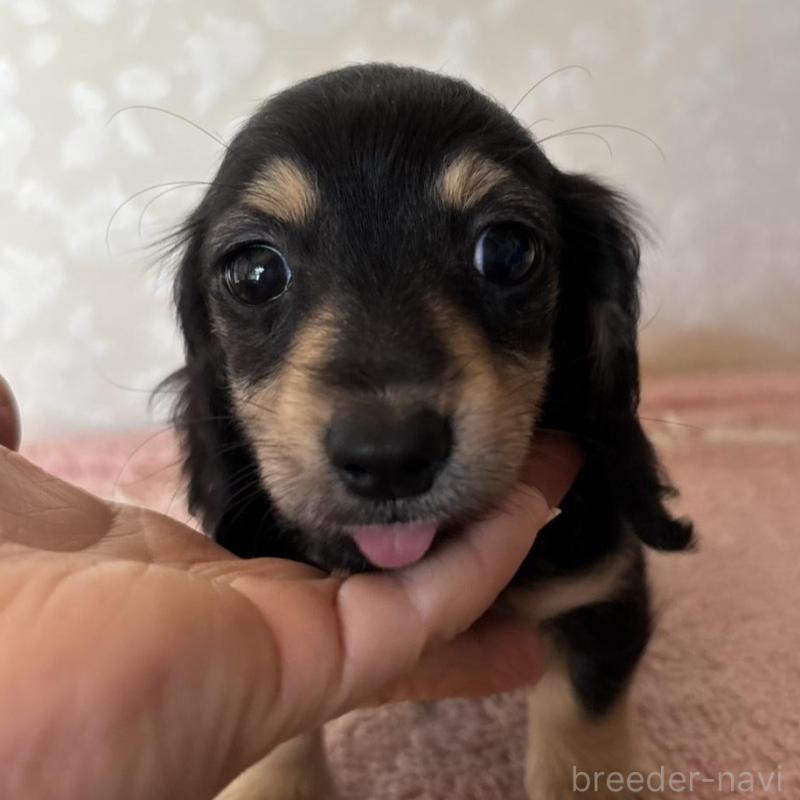 販売中の大分県のカニンヘンダックスフンド(ロングヘアード)-441770の11枚目