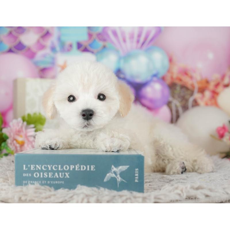 販売中の千葉県のタイニープードル-441775の8枚目