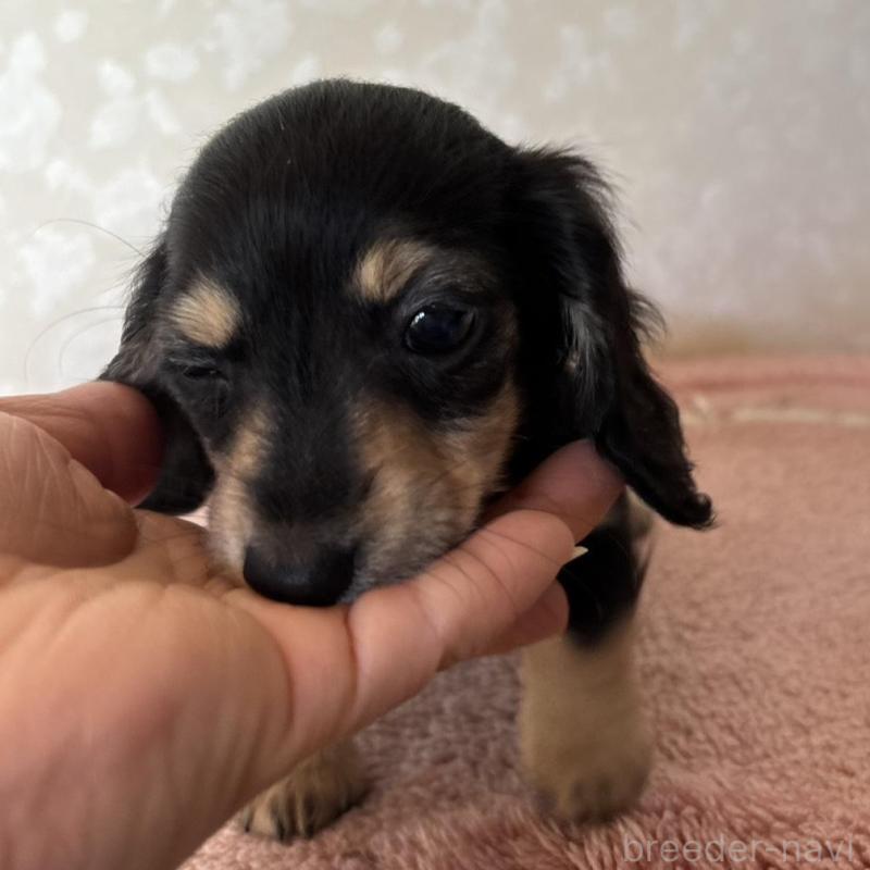 販売中の大分県のカニンヘンダックスフンド(ロングヘアード)-441770の10枚目