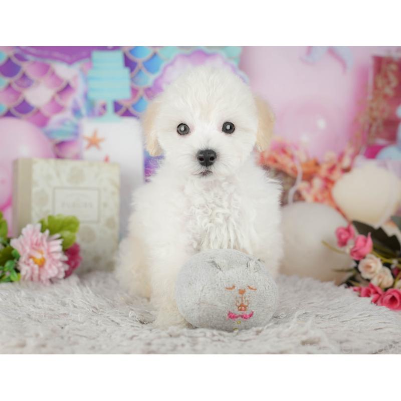 販売中の千葉県のタイニープードル-441775の7枚目