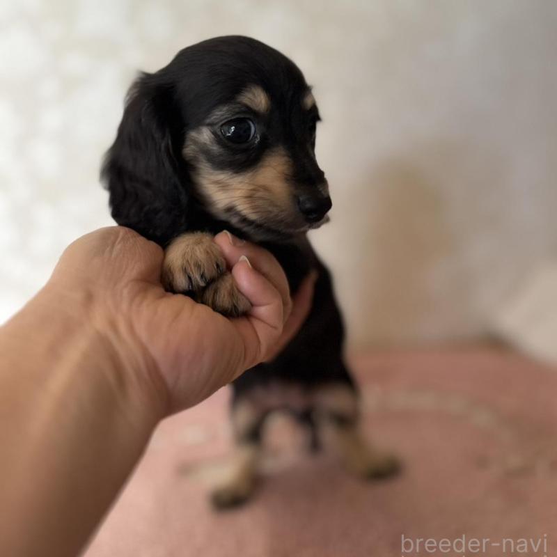 販売中の大分県のカニンヘンダックスフンド(ロングヘアード)-441770の9枚目