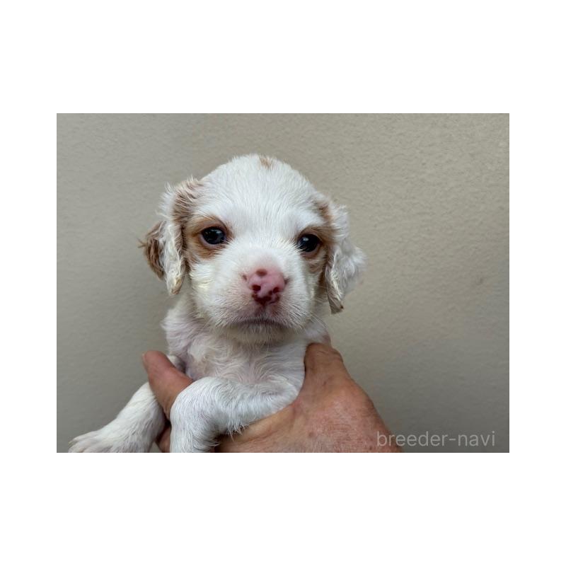 販売中の滋賀県のブリタニースパニエル-441771の1枚目