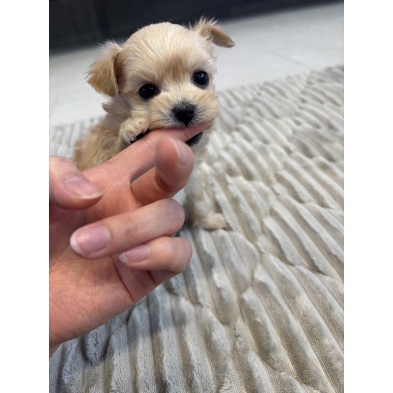販売中の愛知県のマルプー:マルチーズ×トイプードル-441772の5枚目