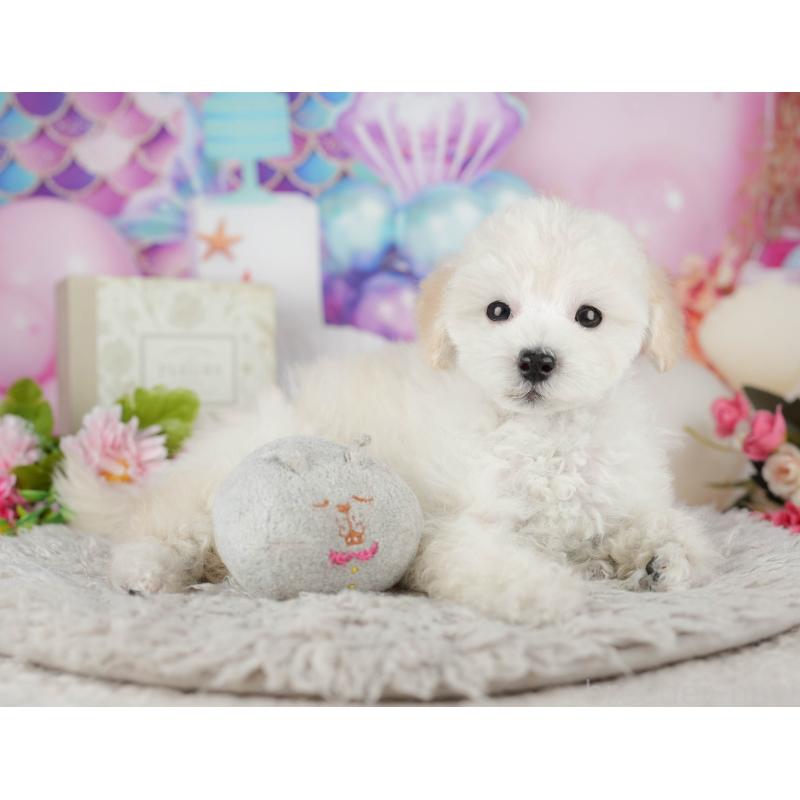 販売中の千葉県のタイニープードル-441775の6枚目