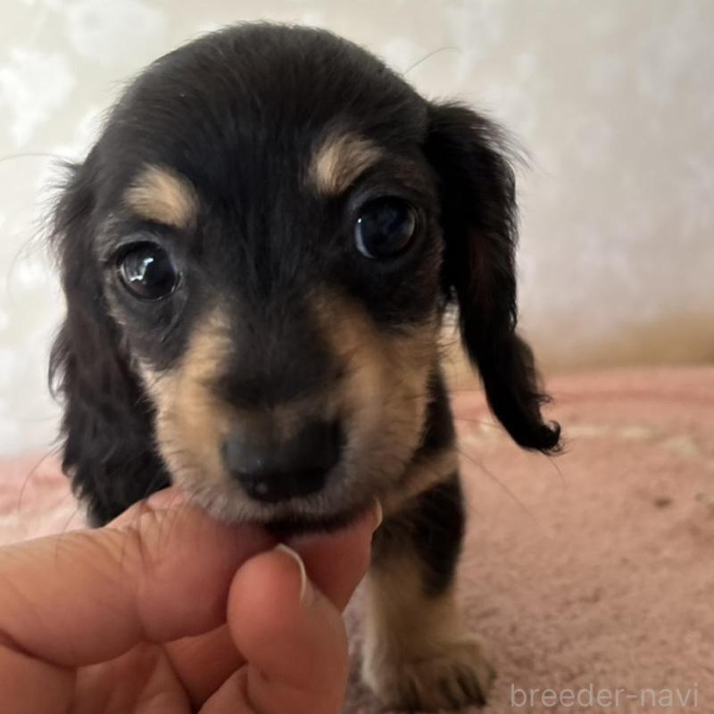 販売中の大分県のカニンヘンダックスフンド(ロングヘアード)-441770の8枚目