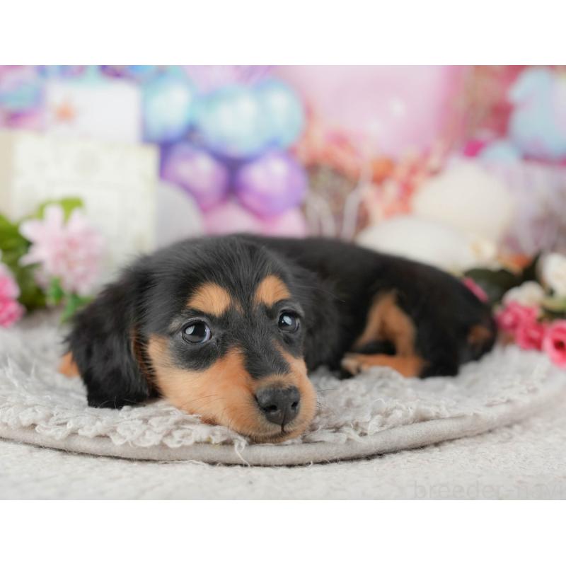 販売中の千葉県のミニチュアダックスフンド(ロングヘアード)-441773の10枚目