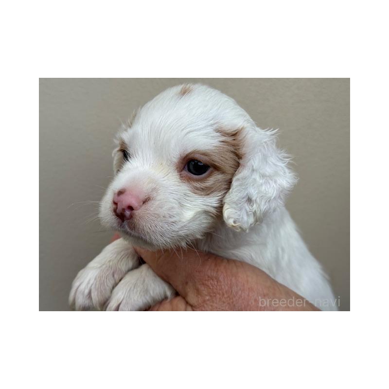 販売中の滋賀県のブリタニースパニエル-441771の3枚目