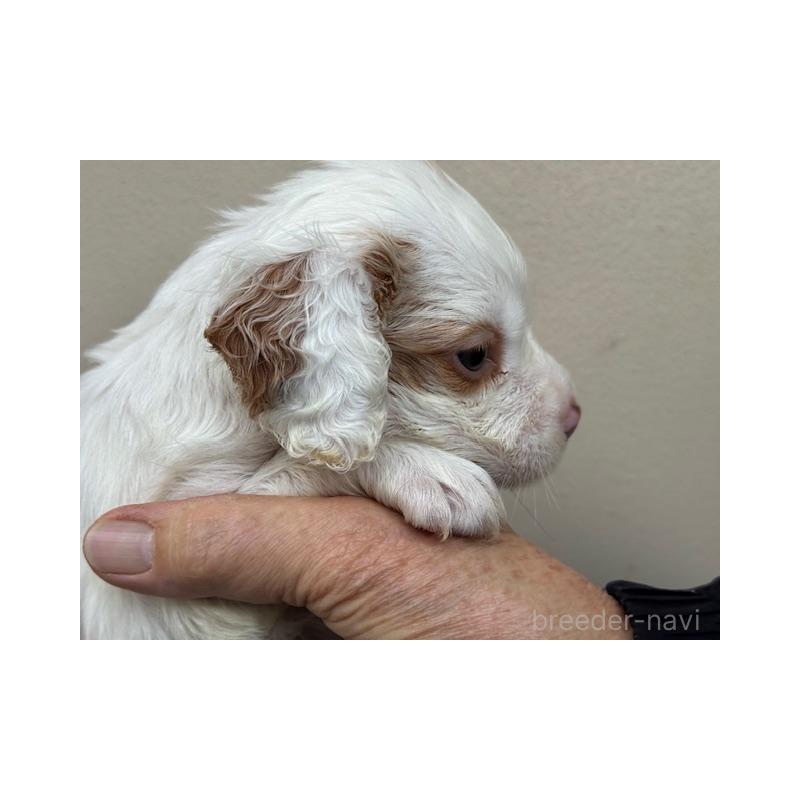 販売中の滋賀県のブリタニースパニエル-441771の2枚目