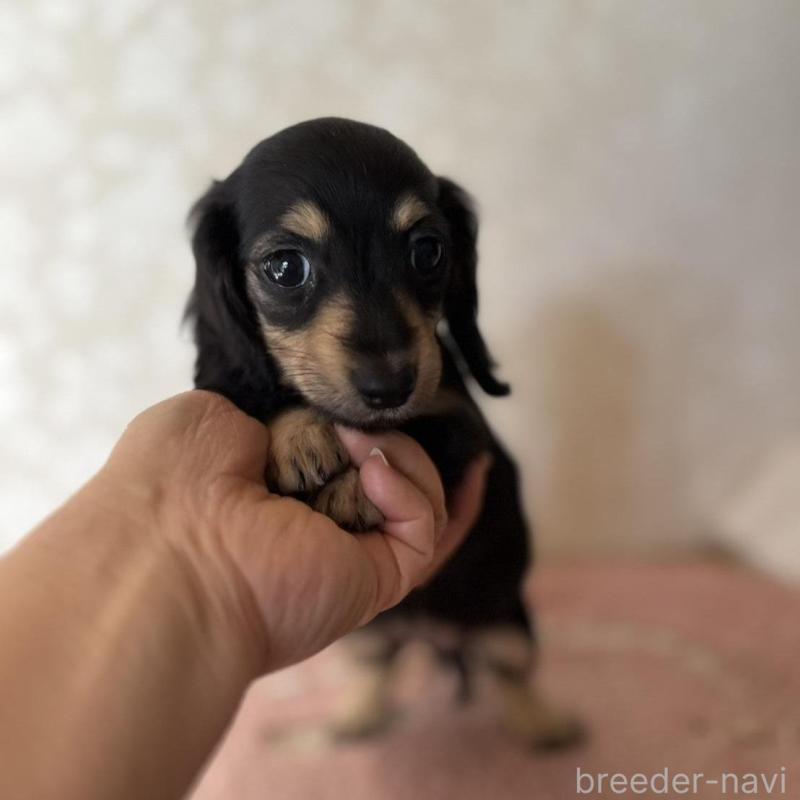 販売中の大分県のカニンヘンダックスフンド(ロングヘアード)-441770の7枚目