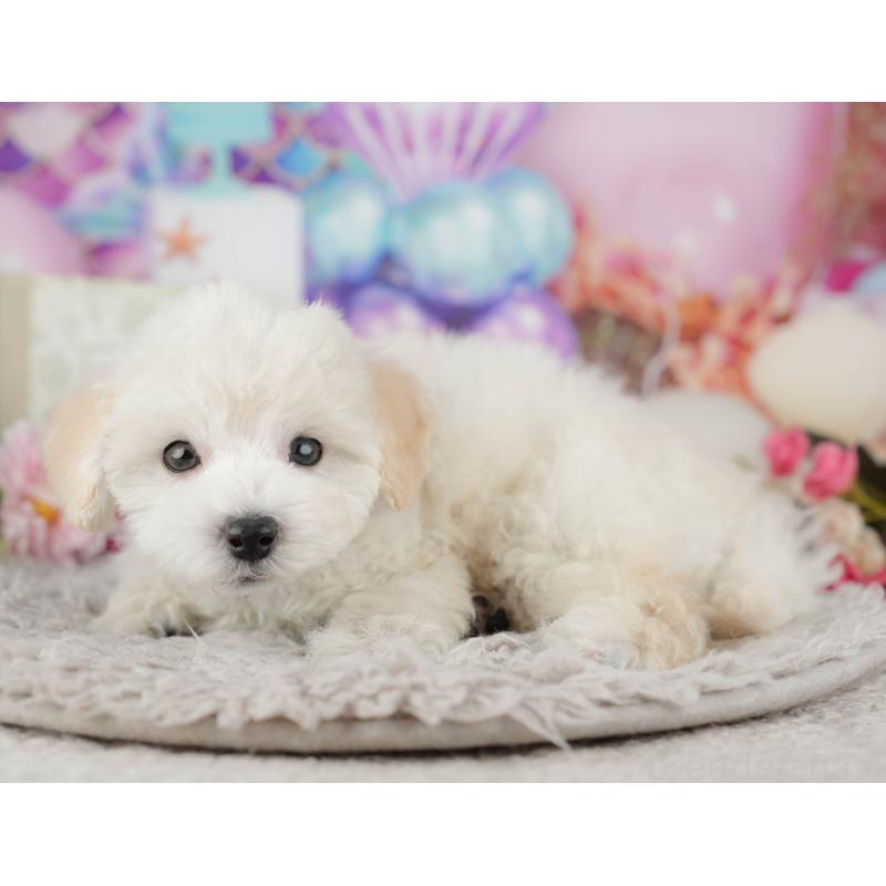 販売中の千葉県のタイニープードル-441775の4枚目