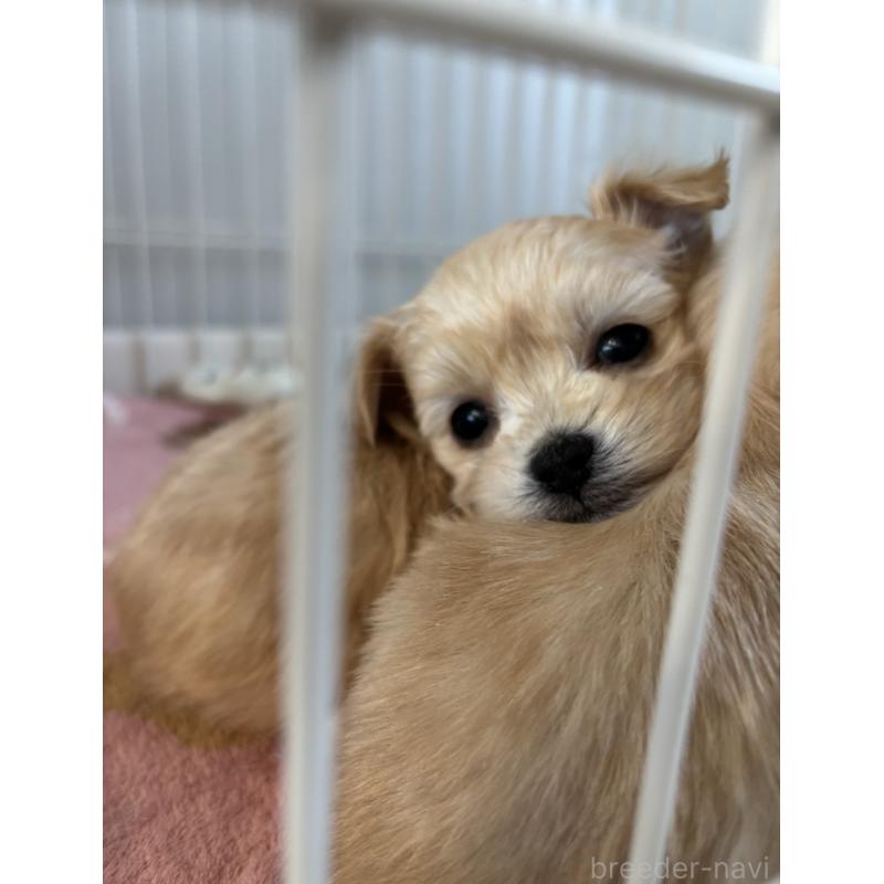 販売中の愛知県のマルプー:マルチーズ×トイプードル-441772の4枚目