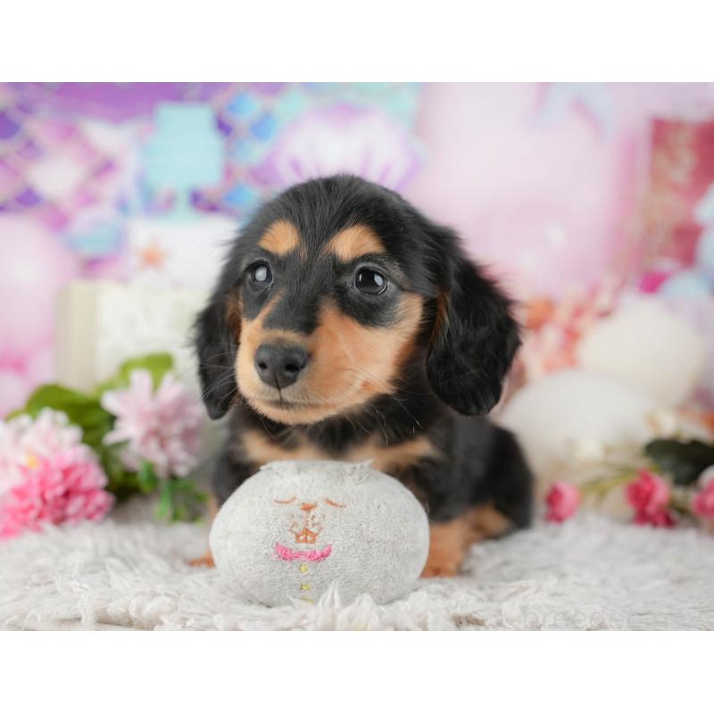 販売中の千葉県のミニチュアダックスフンド(ロングヘアード)-441773の7枚目