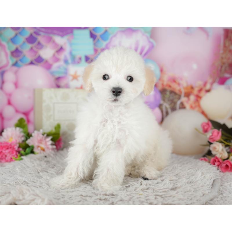 販売中の千葉県のタイニープードル-441775の2枚目