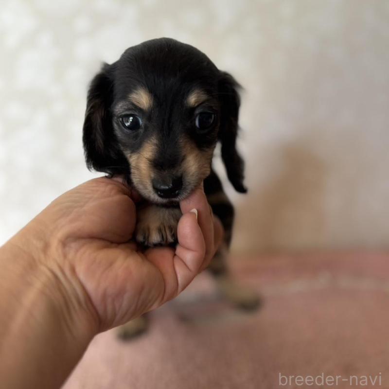 販売中の大分県のカニンヘンダックスフンド(ロングヘアード)-441770の1枚目