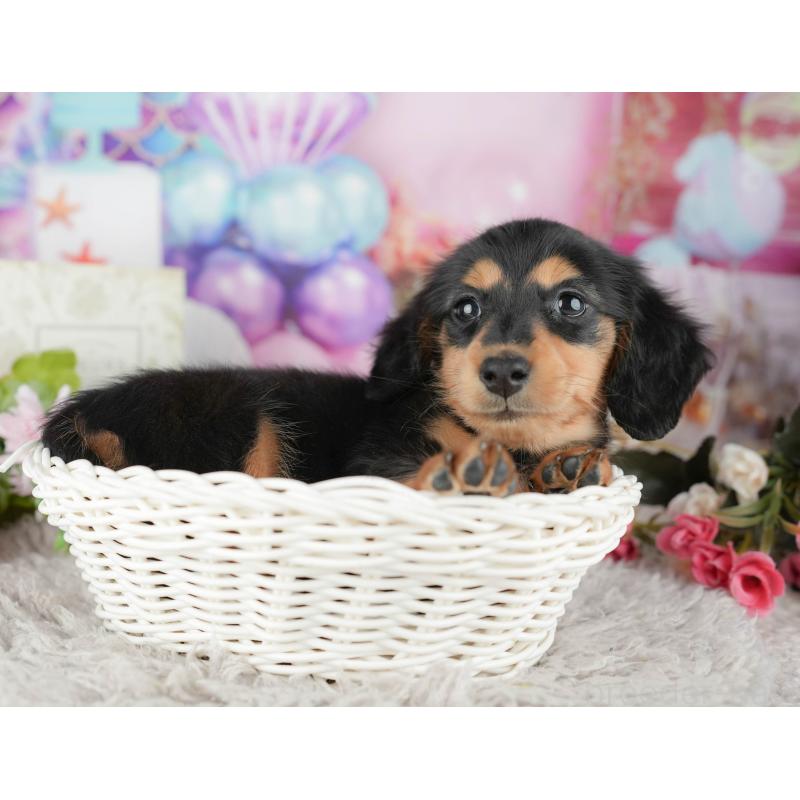 販売中の千葉県のミニチュアダックスフンド(ロングヘアード)-441773の6枚目