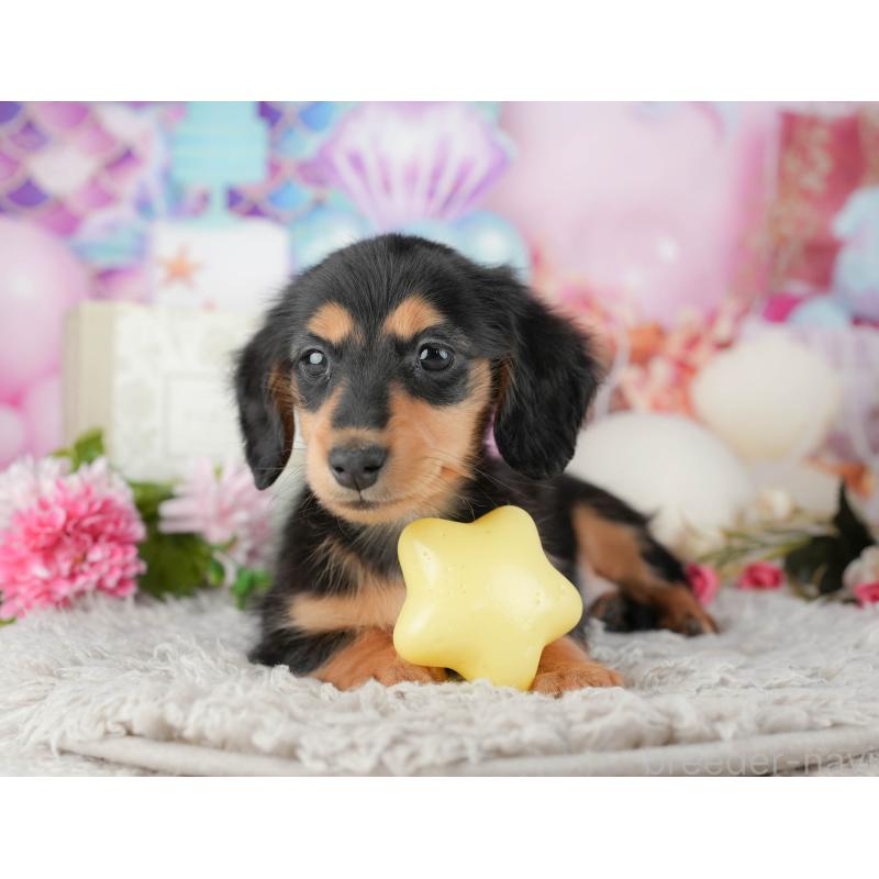 販売中の千葉県のミニチュアダックスフンド(ロングヘアード)-441773の5枚目