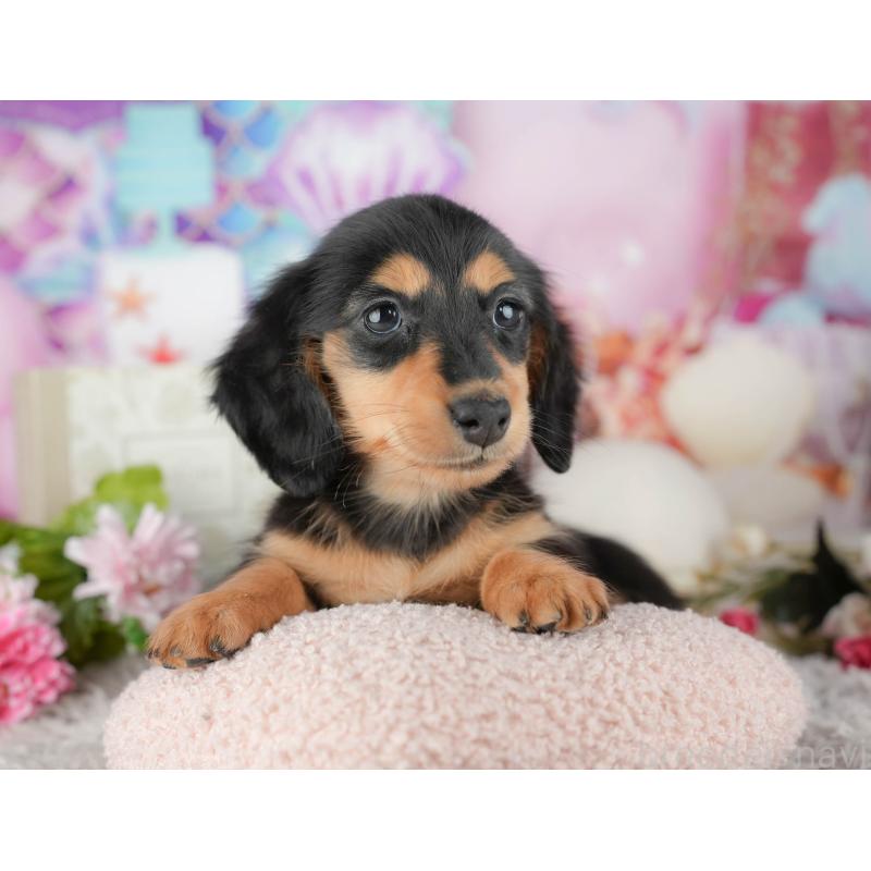 販売中の千葉県のミニチュアダックスフンド(ロングヘアード)-441773の4枚目