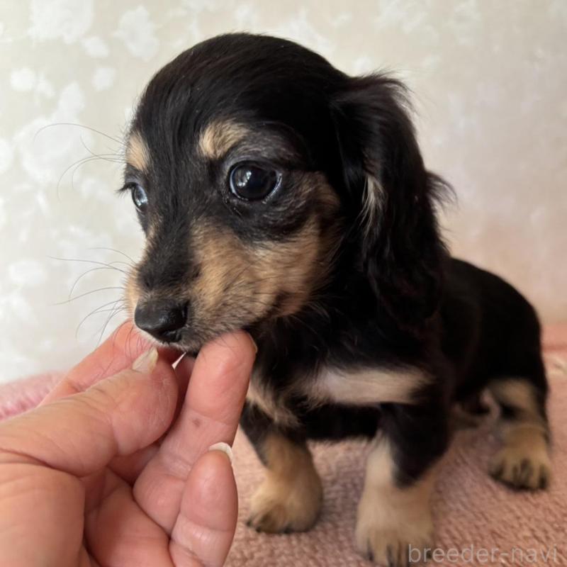 販売中の大分県のカニンヘンダックスフンド(ロングヘアード)-441770の4枚目