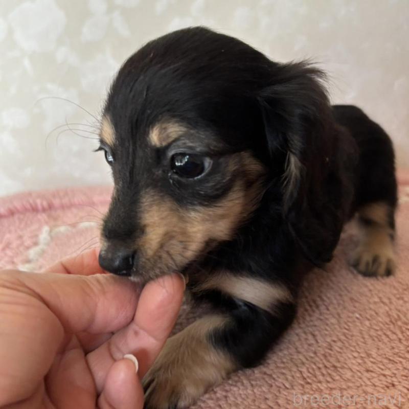 販売中の大分県のカニンヘンダックスフンド(ロングヘアード)-441770の3枚目