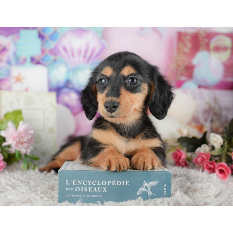 販売中の千葉県のミニチュアダックスフンド(ロングヘアード)-441773の3枚目