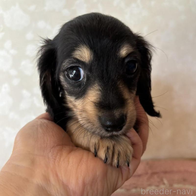 販売中の大分県のカニンヘンダックスフンド(ロングヘアード)-441770の2枚目