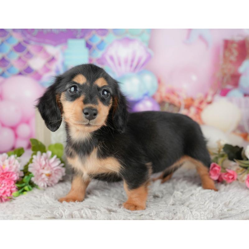 販売中の千葉県のミニチュアダックスフンド(ロングヘアード)-441773の2枚目