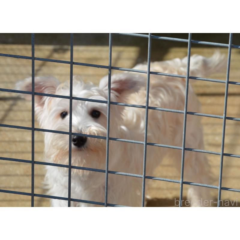 成約済の長崎県のミニチュアシュナウザー-405122の6枚目