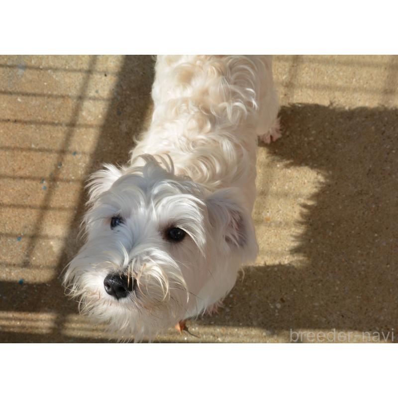 成約済の長崎県のミニチュアシュナウザー-405122の4枚目