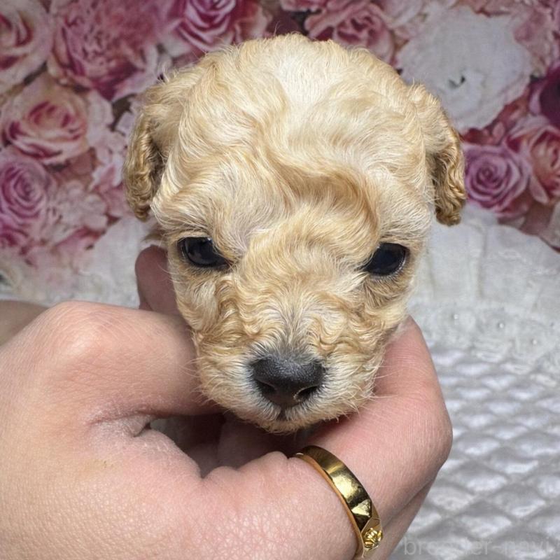 販売中の広島県のタイニープードル-441776の5枚目