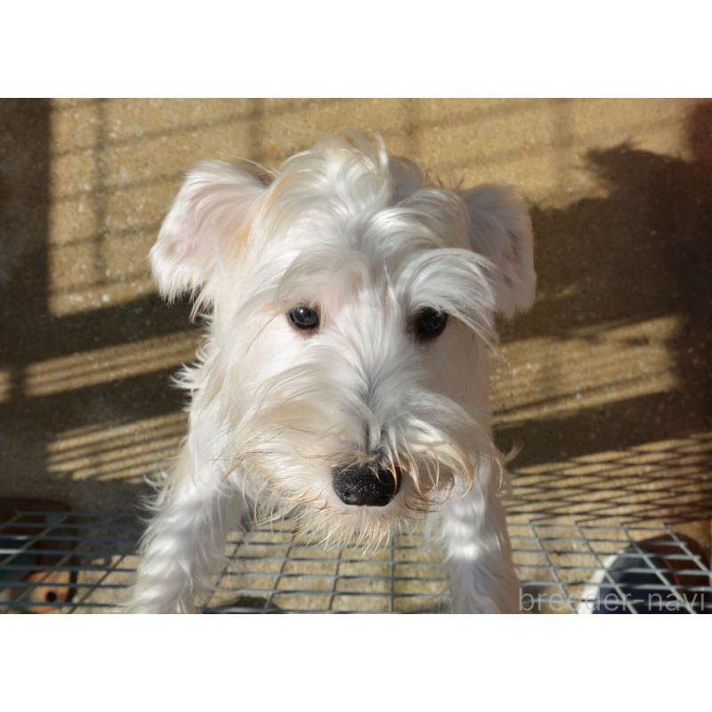 成約済の長崎県のミニチュアシュナウザー-405122の3枚目