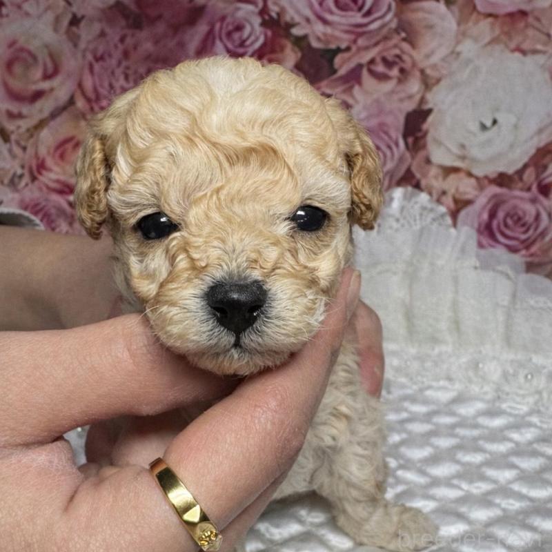 販売中の広島県のタイニープードル-441776の1枚目