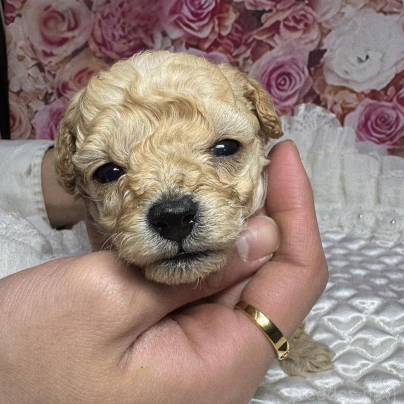 販売中の広島県のタイニープードル-441776の4枚目