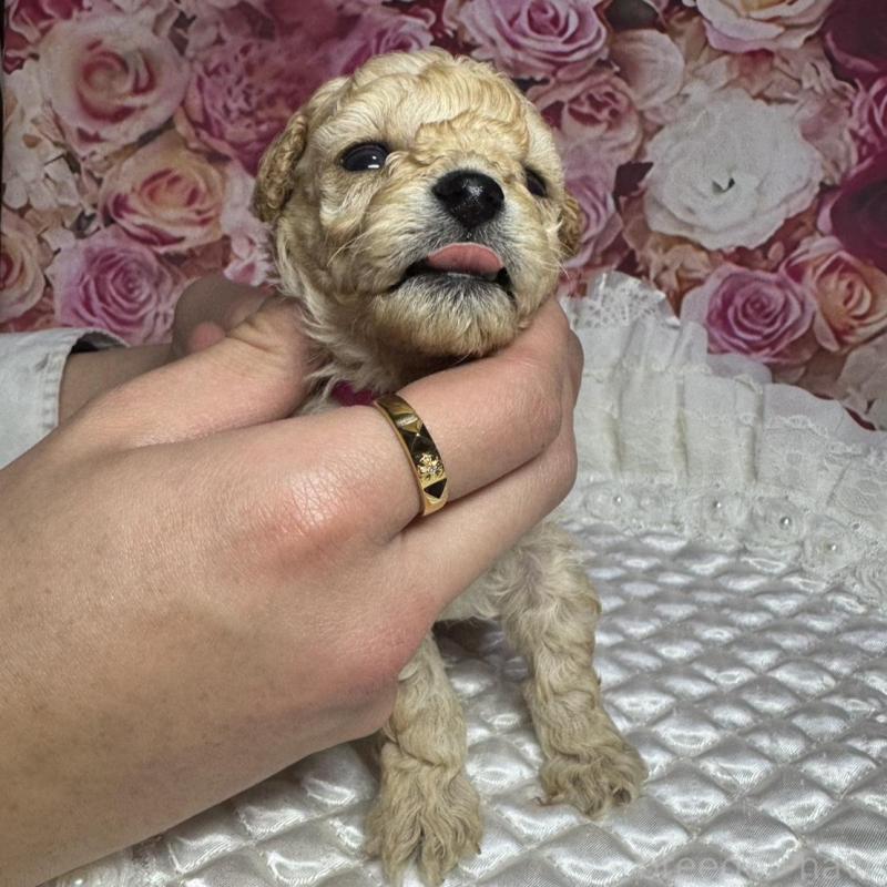 販売中の広島県のタイニープードル-441776の3枚目