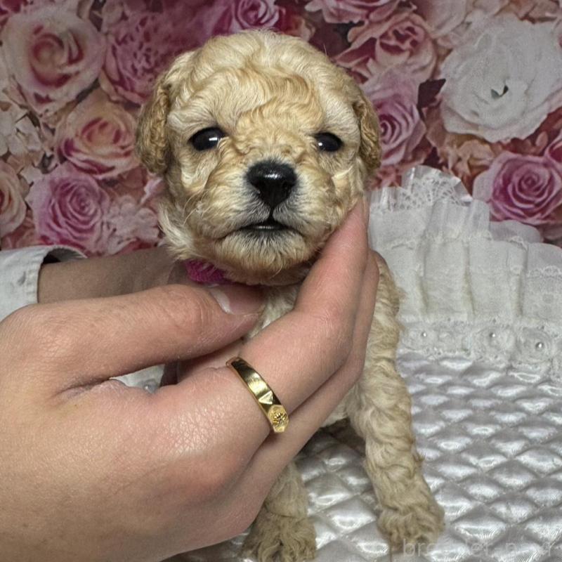 販売中の広島県のタイニープードル-441776の2枚目