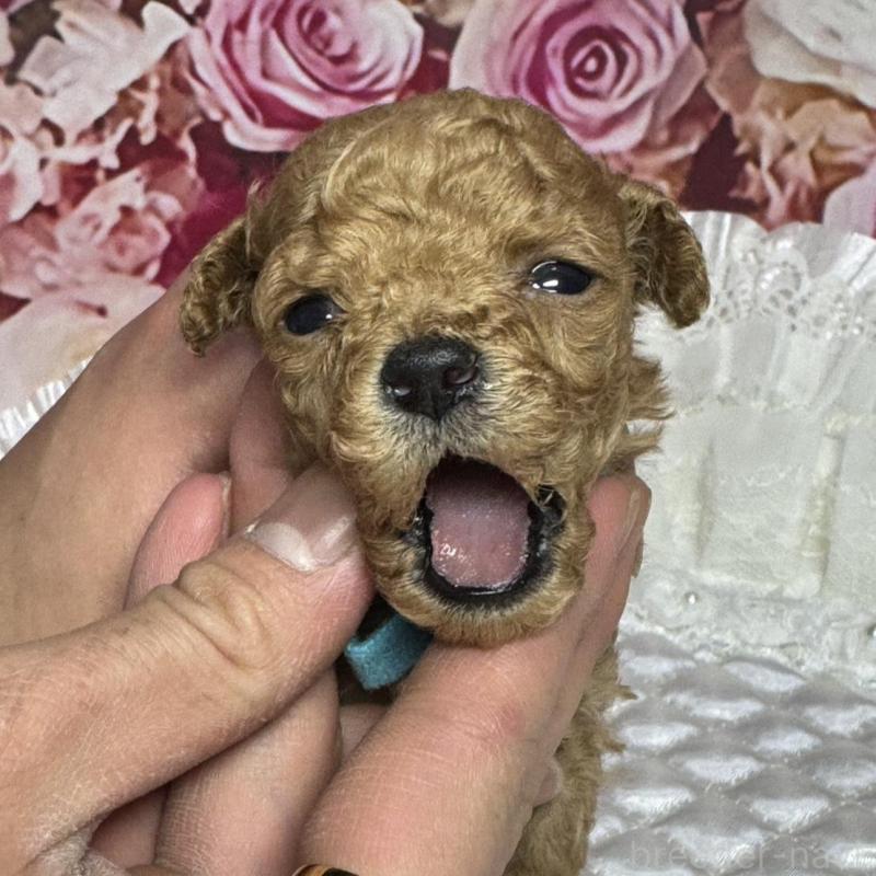 販売中の広島県のティーカッププードル-441778の5枚目