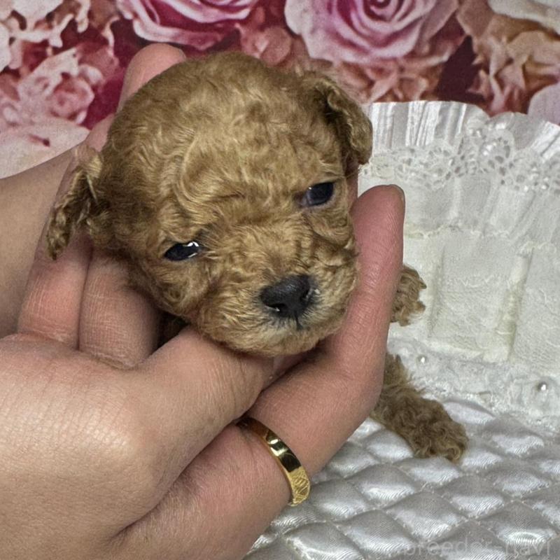 販売中の広島県のティーカッププードル-441778の3枚目