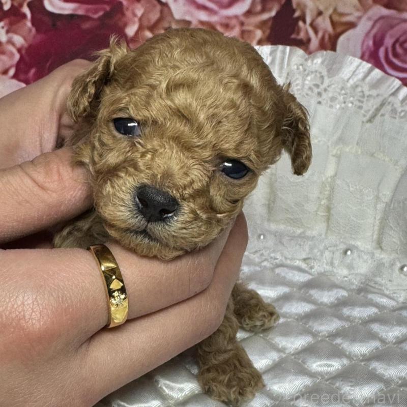 販売中の広島県のティーカッププードル-441778の1枚目