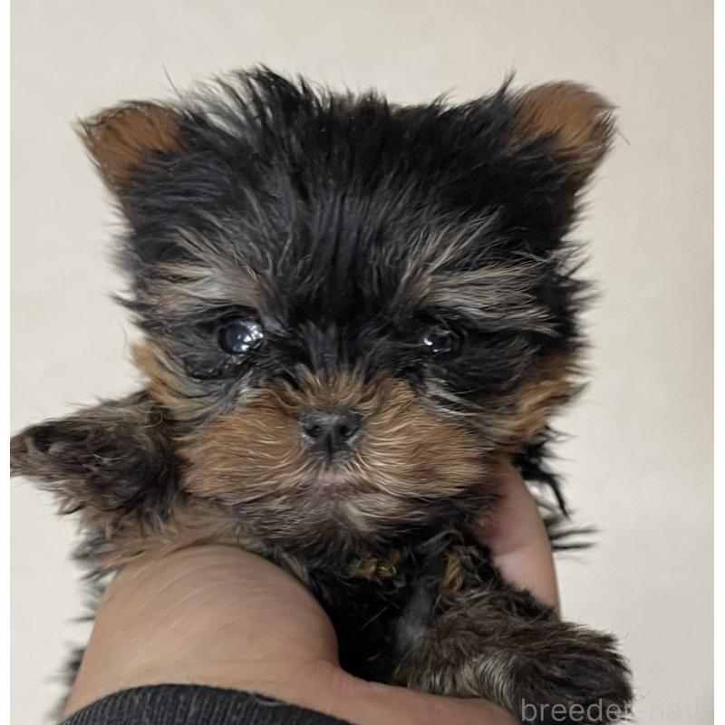 販売中の岡山県のヨークシャーテリア-431171