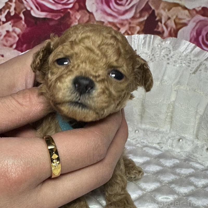 販売中の広島県のティーカッププードル-441778の2枚目