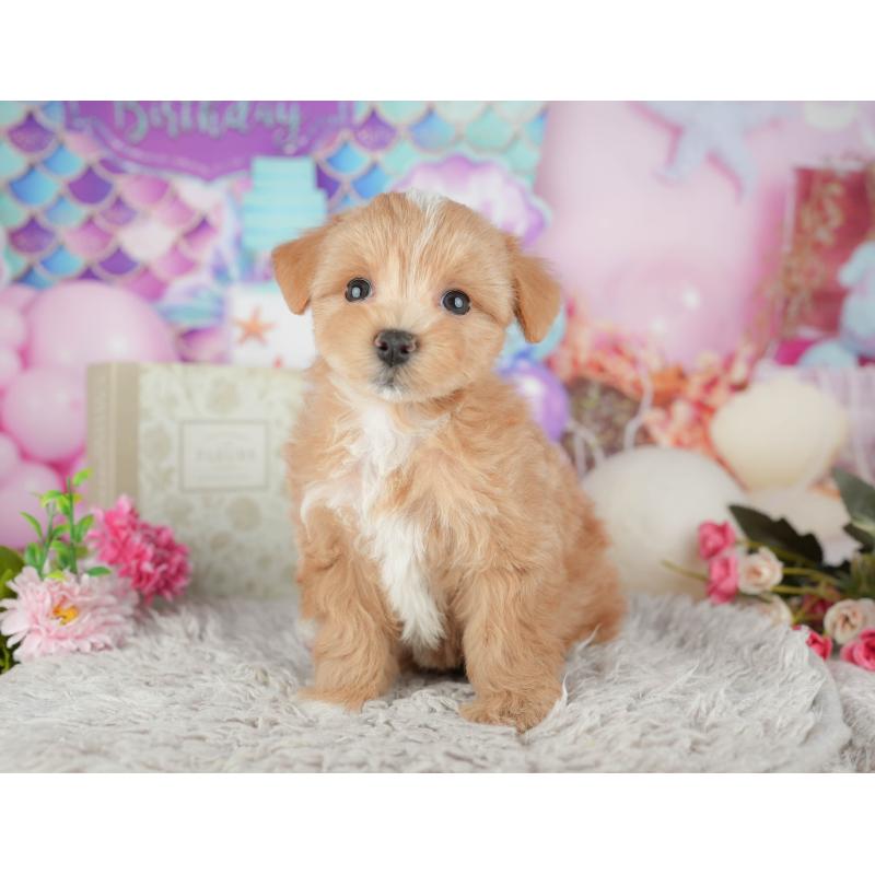 販売中の千葉県のマルプー:マルチーズ×トイプードル-441782