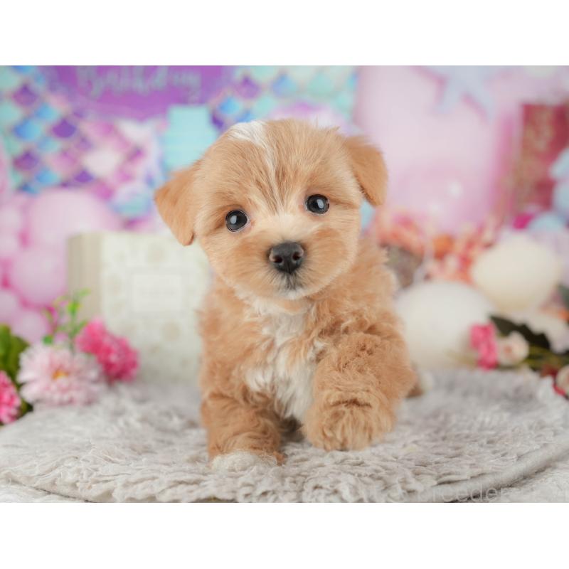 販売中の千葉県のマルプー:マルチーズ×トイプードル-441782の9枚目